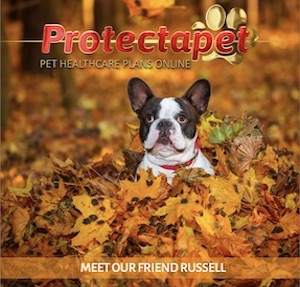 French Bulldog playing in the Autumn leaves advertising Protectapet online Pet Healthcare Plans